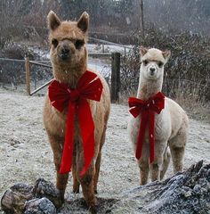 two llamas with red bows standing in the snow