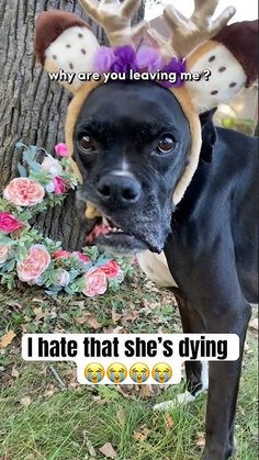 a dog with antlers on it's head standing next to a tree