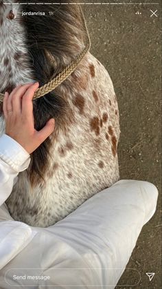 a person is petting a spotted dog's head with a rope around its neck