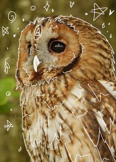 an owl is standing in front of some leaves