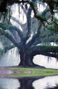 an image of a large tree with moss growing on it's branches and water in the foreground