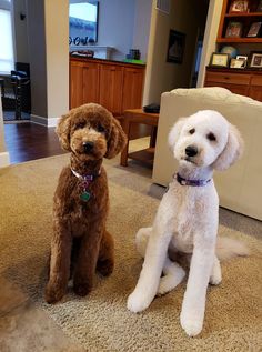 two poodle dogs sitting on the floor in a living room