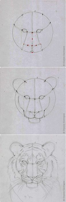 three different views of an animal's face and the other side shows how to draw it