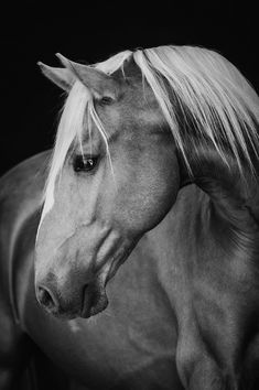 a black and white photo of a horse with blonde hair on it's head