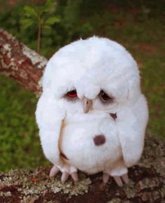 So sweet Animal Captions, Baby Owls, Funny Animal Memes, Cute Owl, Cute Kittens, Sweet Animals, Animal Photo, Animal Memes