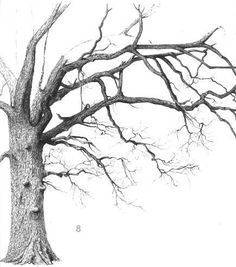 a pencil drawing of a tree with no leaves