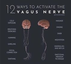 Rest And Digest, Nervus Vagus, Somatic Healing, The Vagus Nerve, Flight Mode, Vagus Nerve, Mental And Emotional Health, Mind Body Soul, New Energy