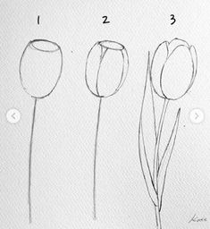 four different types of tulips drawn in pencil on paper with numbers below them