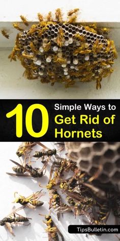 bees and honeycombs with the title 10 simple ways to get rid of hornets