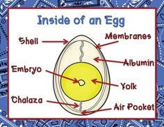 the inside of an egg with labels on it, labeled in red and white letters