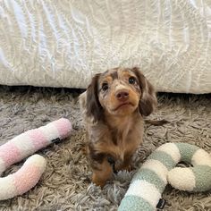 Dream Puppy, Dapple Dachshund, Long Haired Dachshund, Weenie Dogs, Miniature Dachshund, Dream Dog, Cute Animals Images, Dachshund Puppies, Dachshund Lovers