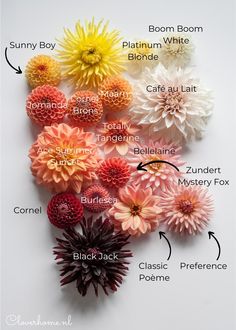 an arrangement of flowers labeled in the names of each flower, including dahlias and chrysdales