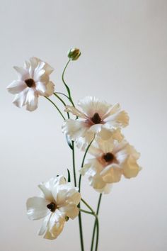 three white flowers in a glass vase on a table with a white wall behind them