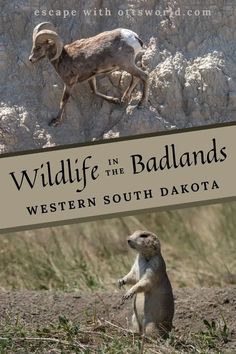 the cover of wildlife in the badlands western south dakota, with an image of a mountain goat