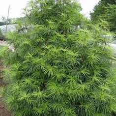 a small green tree in the middle of a garden with dirt and grass around it