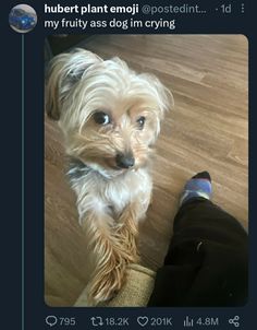 a small white dog sitting on top of a wooden floor next to a persons leg