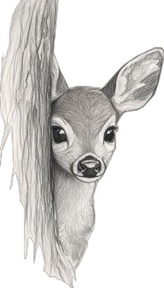 a pencil drawing of a deer peeking out from behind a tree trunk with its head sticking out