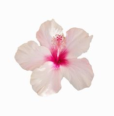 a pink and white flower on a white background