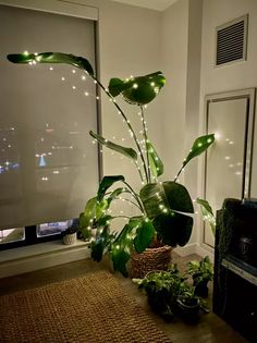 a potted plant sitting on top of a rug next to a window with lights