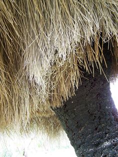 the underside of an umbrella with grass covering it