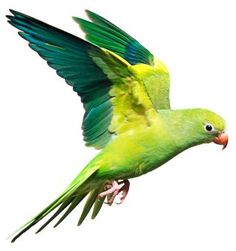 a green and yellow bird flying through the air