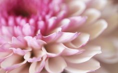 a pink flower with the word macro on it's bottom corner and an image of a