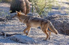 a lone wolf walking through the desert