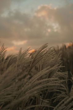 tall grass blowing in the wind under a cloudy sky