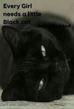 Black Kitties, Cat Dark, Cute Cat Gif, Pretty Cats