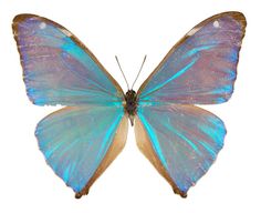 a blue butterfly with brown wings on a white background