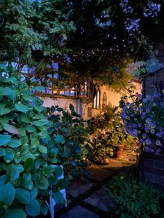 an outdoor area with plants and lights at night