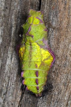 a green and yellow leaf on a wooden surface