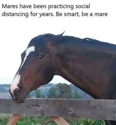 a brown horse standing on top of a dirt field next to a wooden fence with a quote above it