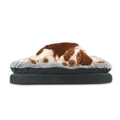 a brown and white dog laying on top of a gray cushioned bed with his head resting on the pillow