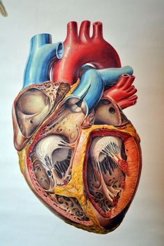 the human heart is shown in this drawing