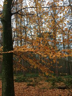 a tree with yellow leaves in the woods