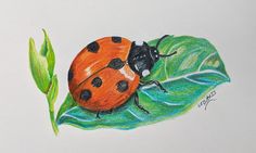 a drawing of a ladybug on a green leaf