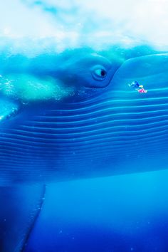 a large blue whale swimming in the ocean