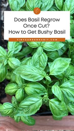 basil plants with the title does basil regrow once cut? how to get bushy basil