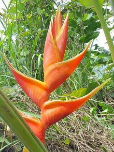 an orange flower in the middle of some green grass and plants with leaves around it