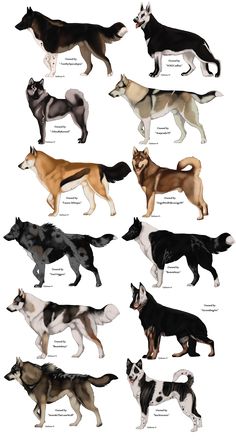 the different types of dogs are shown in this image, including black and white ones