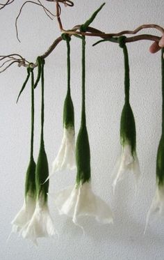 four white and green flowers hanging from a tree branch with one person's hand