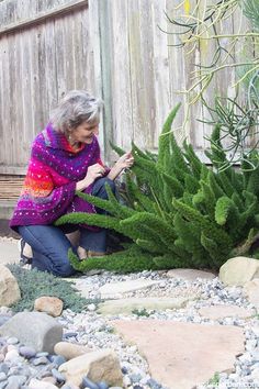 a woman kneeling down next to a green plant in a garden with rocks and gravel