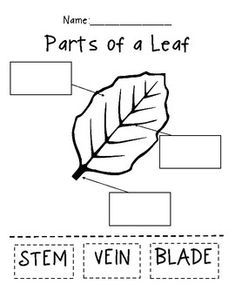 the parts of a leaf worksheet for kids to learn how to write and draw