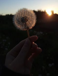 a hand holding a dandelion in front of the sun at sunset or dawn