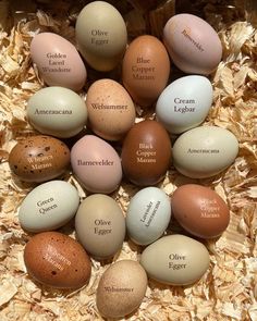 an assortment of eggs with names on them