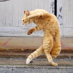 an orange and white cat standing on its hind legs