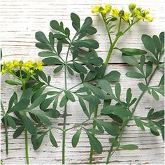 yellow flowers and green leaves on a white wooden surface