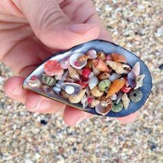 a hand holding a small shell filled with sea shells and seashells on the beach