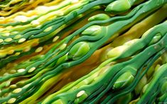 green beans with yellow and white spots are stacked on top of each other in this close up photo